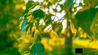 Auringonlasku puiden taakse kesällä. Koivut ovat täynnä vihreitä lehtiä.