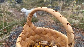 Korillinen sieniä ja koira luonnossa