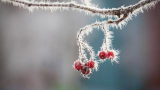 Jäätyneet pihlajanmarjat puussa